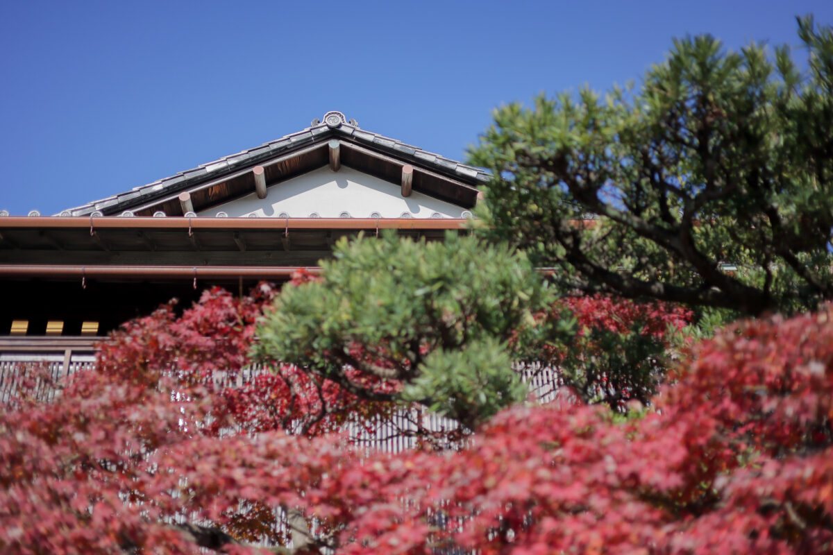 フナツヤの紅葉
