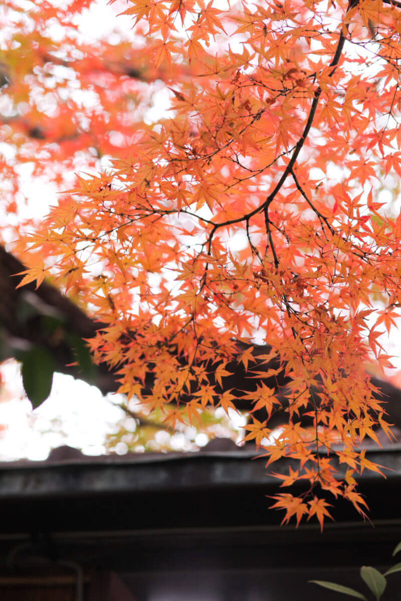 紅葉前撮り