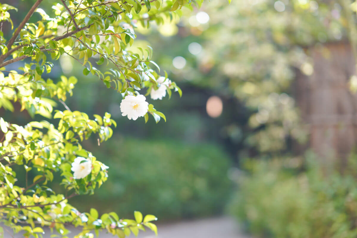 お花のご紹介❀②