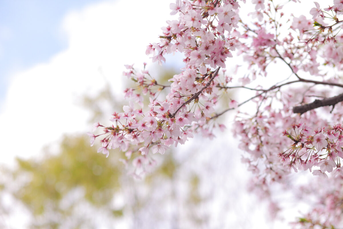 桜の季節がやってきます