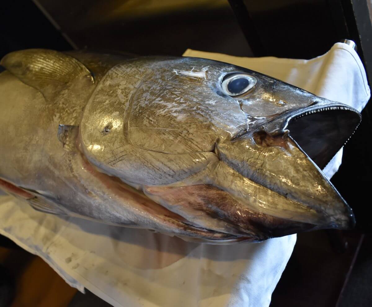 マグロ解体ショー