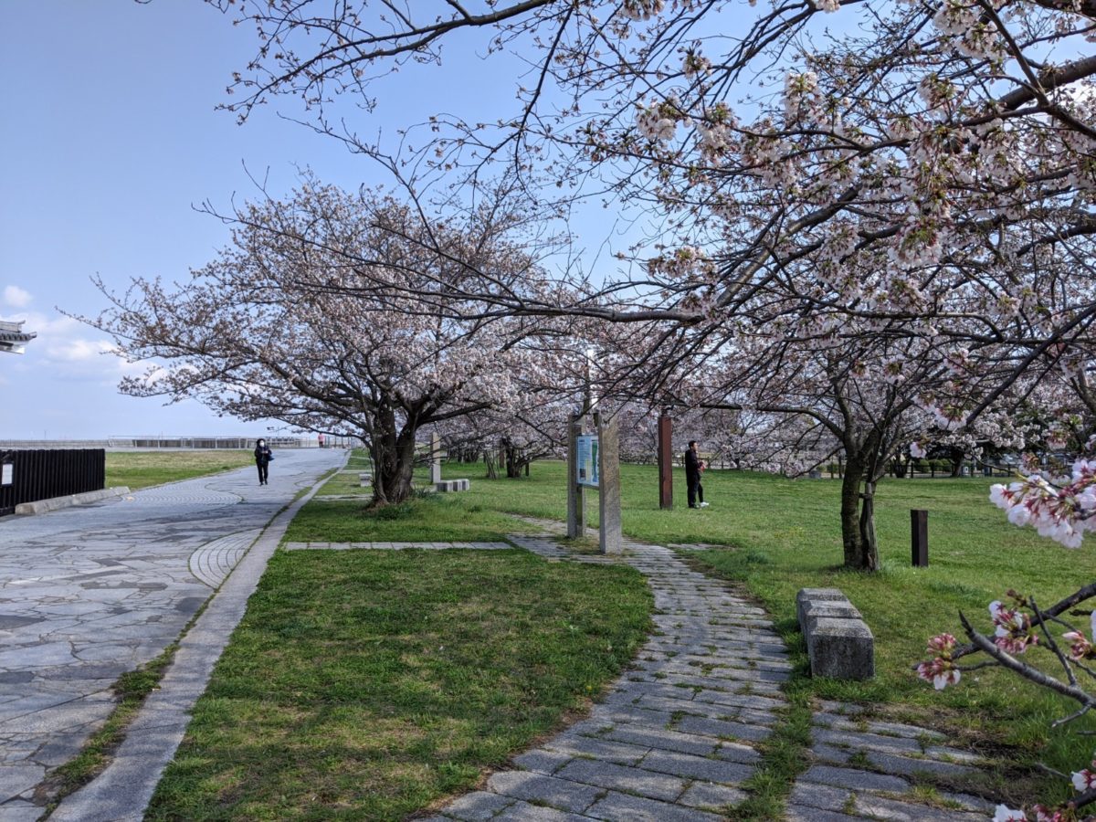 桜の前撮り🌸