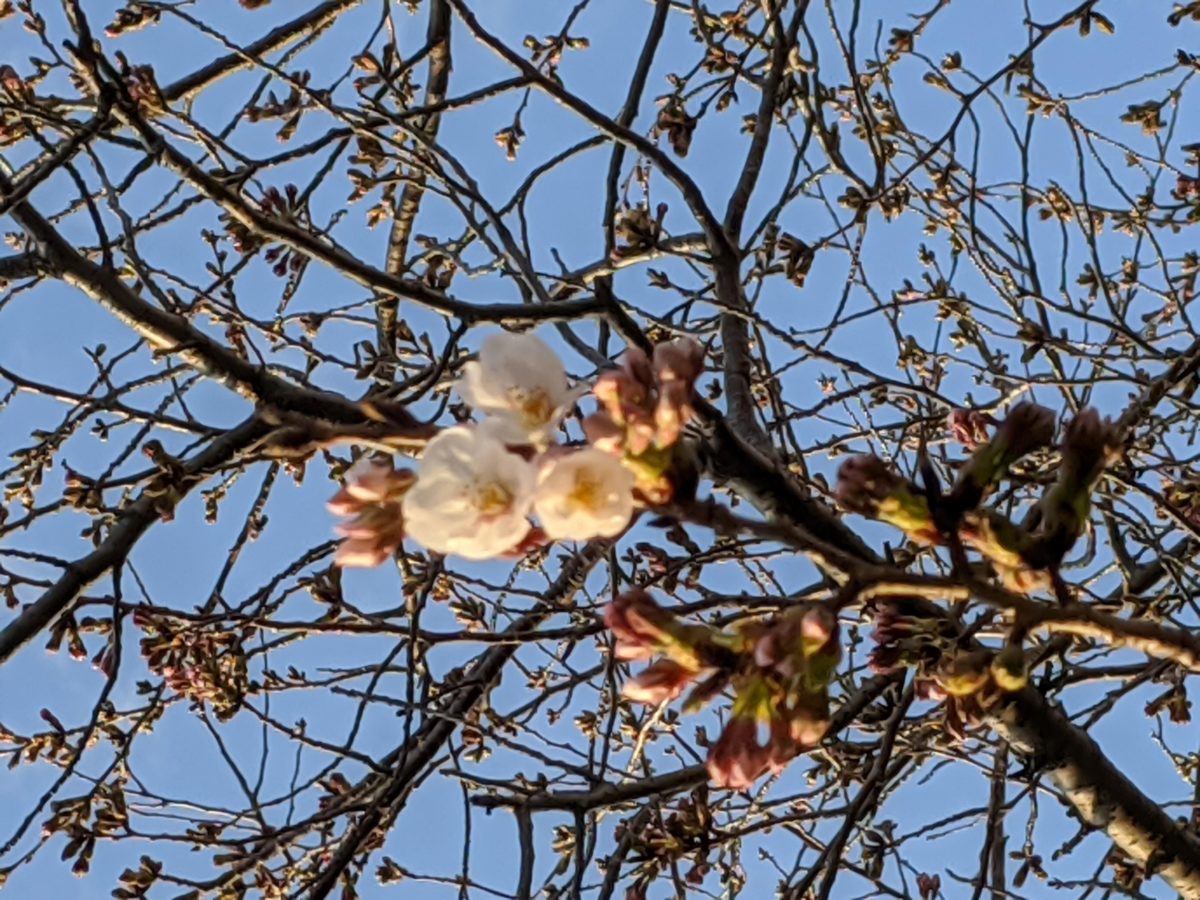 もうすぐ桜開花します🌸