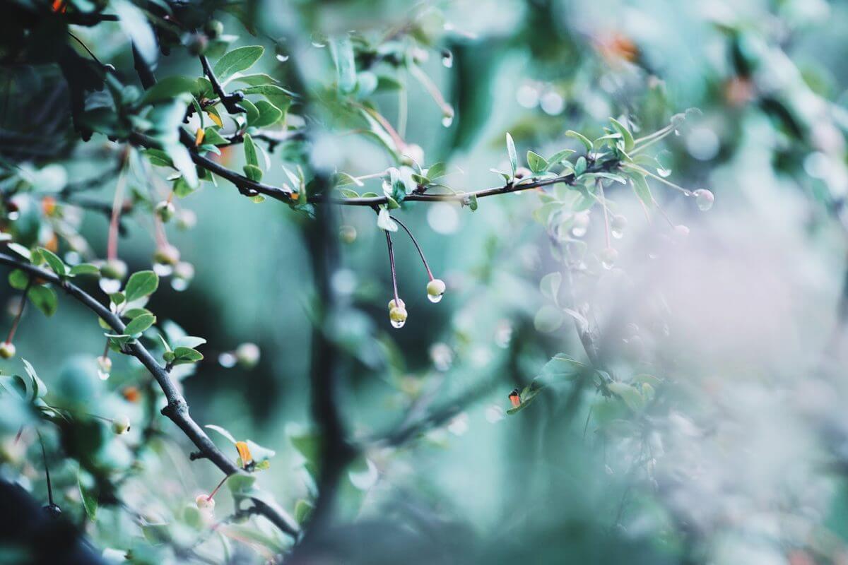 梅雨ｐｈｏｔｏ